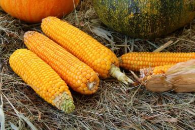 Зачем дачники посреди огорода сажают «забор» из кукурузы: какую хитрость они знают