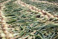 Зачем «застилать» луковые грядки газетами: хитрость, о которой не расскажет сосед 