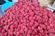 После такой подкормки ваша малина завалит урожаем крупных сладких ягод