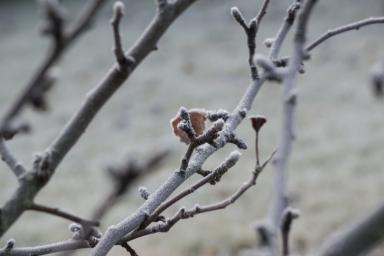 Что делать, чтобы зимой не подмерзали корни у плодовых деревьев