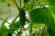 Грамотный полив огурцов для шикарного урожая: не каждый дачник это знает