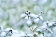 Чем подкормить сад после зимы, чтобы весь год не вспоминать об удобрениях