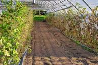 Чем полить дорожки между грядками, чтобы всегда были чистыми и не пришлось рвать траву 