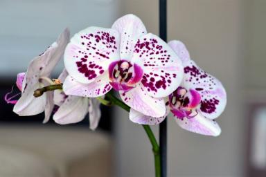 Как с помощью банановой кожуры заставить орхидею зацвести: простой секрет