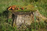 Как избавиться от пенька на дачном участке без лишних усилий: заграничный способ 