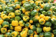 В какой компании перец растет крупным и сладким: лучшие соседи для овоща 