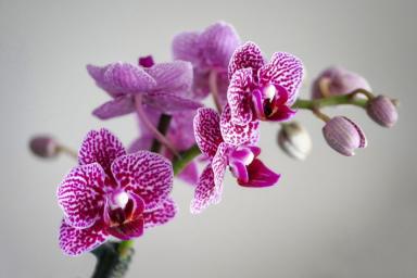 Как хозяйки используют яичную скорлупу для орхидей: многим захочется попробовать эту хитрость