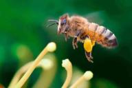 Зосима-Пчельник: что нужно сделать 17 января от 100 несчастий
