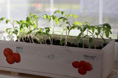 Чего нельзя делать при выращивании рассады томатов: ошибки, после которых можете забыть об урожае