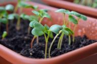 Как поливать рассаду, чтобы она росла упитанной и крепкой: простой секрет