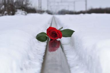 зима роза