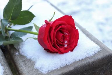 роза снег