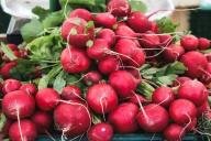 Почему редиска растет твердой и невкусной: досадные ошибки дачников 