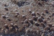 Зачем хитрые дачники подсаливают грядки: об этом не расскажет ни один сосед 