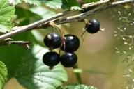 Как повысить урожай, не вложив ни копейки денег: 3 фермерские хитрости 