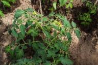 Что посадить «в ноги» к помидорам: 5 соседей, которые и сами вырастут, и томатам не помешают