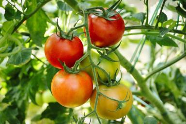 Очень простой и рабочий способ, как можно увеличить количество завязей на томатах