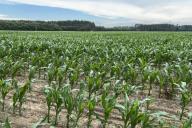 На участке 20 лет не будет паразитов и болезней, если внести это удобрение 