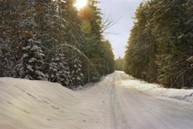 Зима Дорога Лес