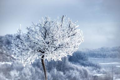 Дерево Снег Мороз