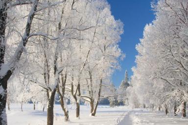 Зима Деревья Дорога