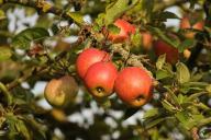 Как спасти урожай от яблоневой плодожорки: хитрость, которую знал каждый советский садовод
