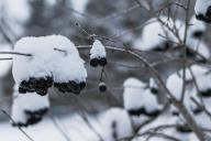 Успеть до конца зимы: 3 важных дела в саду и огороде для каждого дачника