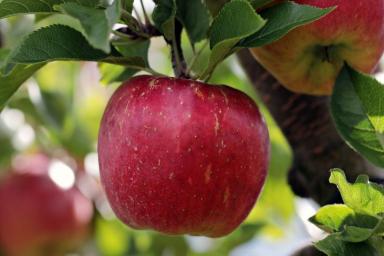 Как правильно посадить яблоню весной, чтобы в будущем ветки ломились от яблок