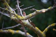 Дерево Обрезка