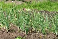 Как правильно провести первую подкормку чеснока: не совершите досадную ошибку