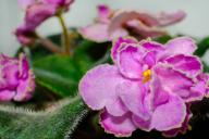 Что сделать с фиалкой, чтобы цвела 10 месяцев в году: способ проще простого 