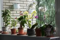 Плесень с земли на рассаде и в комнатных растениях исчезает быстро: хитрый способ