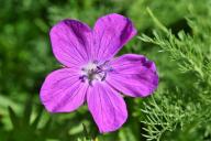 Чтобы герань пышно цвела кучей зонтиков к лету, нужно знать одну хитрость