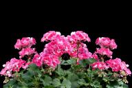 25 капель — и герань зимой не лысеет и не сохнет: копеечные подкормки