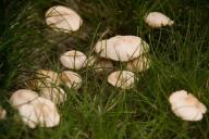 Чем посыпать почву в огороде, чтобы грядки усыпало белыми грибами и подосиновиками