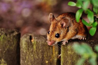 Как избавиться от мышей и крыс и не заплатить ни копейки: забытый и хитрый способ 