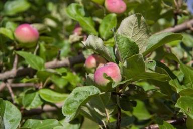 2 способа, как весной омолодить старые яблони, чтобы плодоносили еще десятки лет
