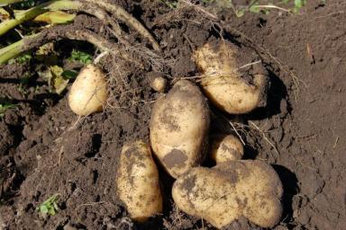 Бросать в каждую лунку: всего два удобрения – и картошка будет расти размером с мяч
