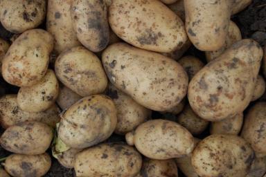 Чтобы с одного клубня собрать ведро урожая, сажать картошку нужно «по-китайски»
