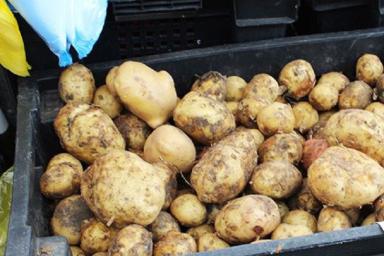 5 секретов выращивания картофеля: узнать стоит тем, кто хочет в 6 раз больше урожая