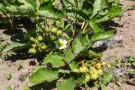 Что должно расти по соседству с клубникой, чтобы ягода обильно плодоносила