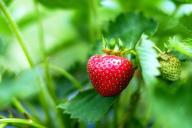 Когда пора открывать клубнику после зимы: не каждый дачник знает 