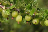 Когда пора поливать крыжовник кипятком весной: настоящий дачник не упустит момент