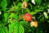 Что посадить в саду, чтобы малина не «гуляла» по участку: и огораживать не придется