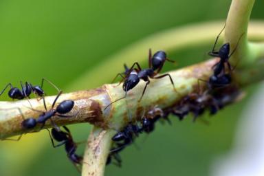 Как избавиться от муравьёв на даче за один день, благодаря йоду: дешёвый способ