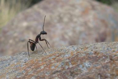 Как за несколько часов избавиться от муравьев на участке: хитрость бывалых огородников