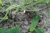 Чем подкормить рассаду огурцов после высадки в грунт, чтобы утроить урожай