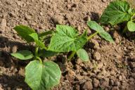 Чем полить рассаду огурцов, чтобы не вытягивалась: секрет огородников, проверенный годами