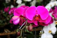 Сколько раз в неделю нужно поливать орхидею: ошибается каждый второй цветовод 