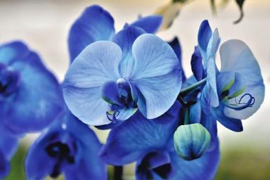 Орхидея будет цвести круглый год, если соблюдать эти правила: редкий цветовод вспомнит о них 